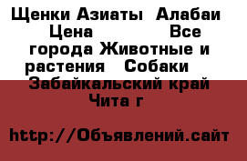 Щенки Азиаты (Алабаи) › Цена ­ 20 000 - Все города Животные и растения » Собаки   . Забайкальский край,Чита г.